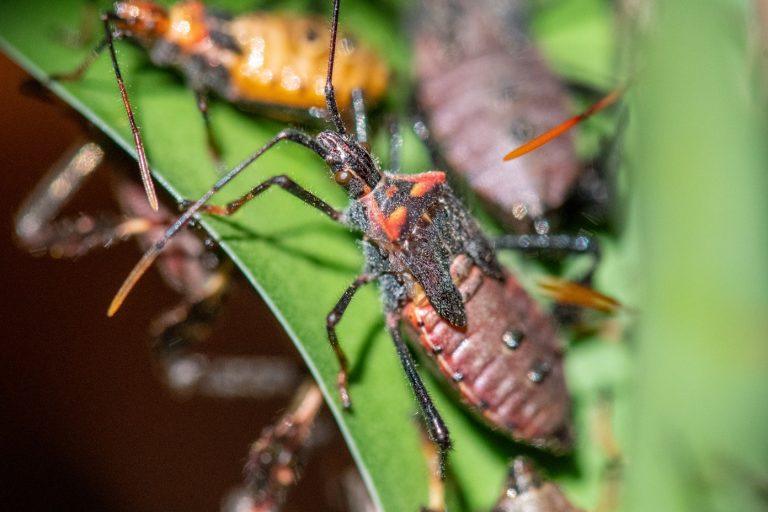 Dia Mundial da Doença de Chagas: Postal Saúde destaca cinco dicas de como prevenir a doença