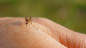 Dia Mundial da Malaria