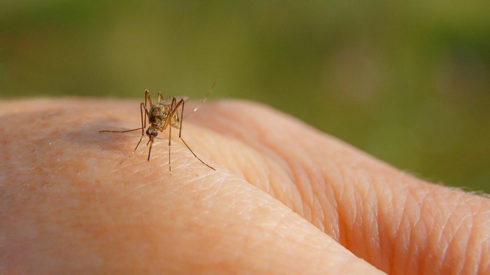 Dia Mundial da Malaria