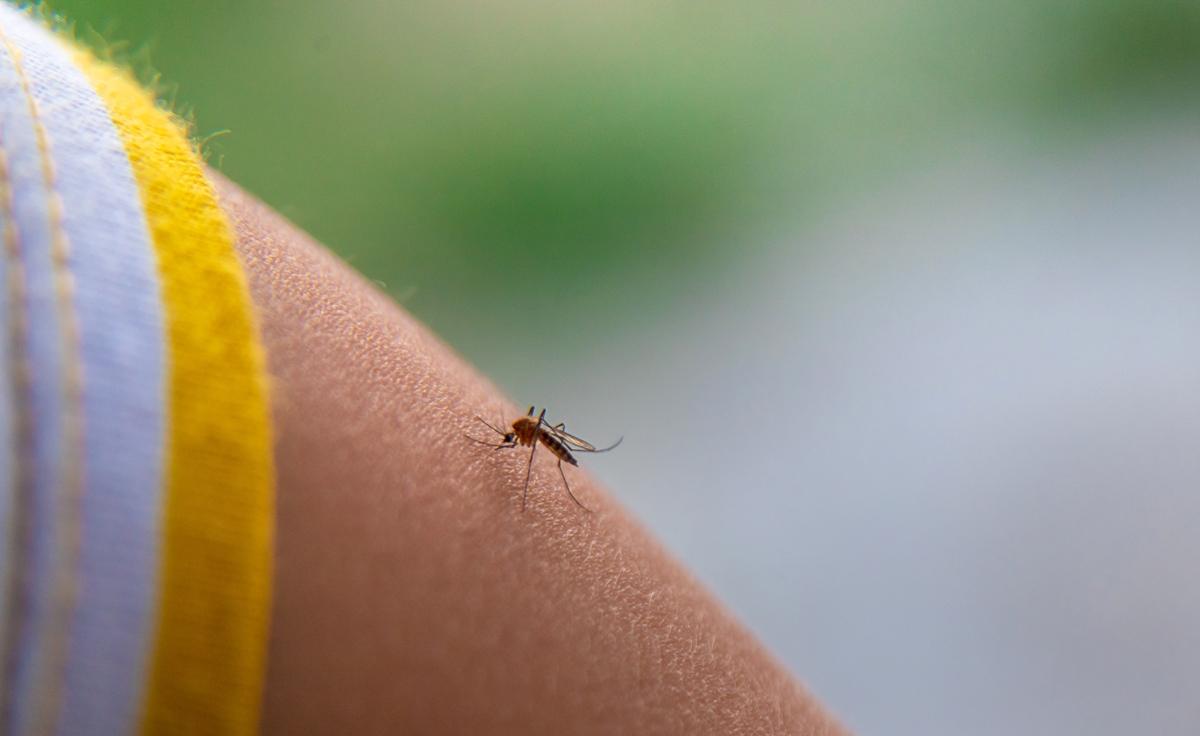mosquito no braco de uma pessoa